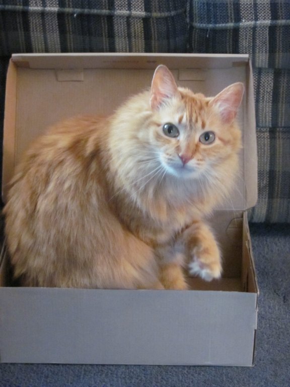 cats-in-a-box-001-jpg.38275