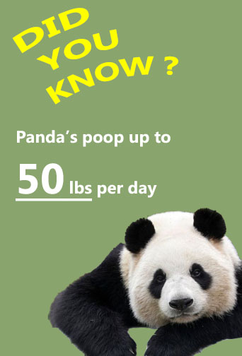 panda door.jpg
