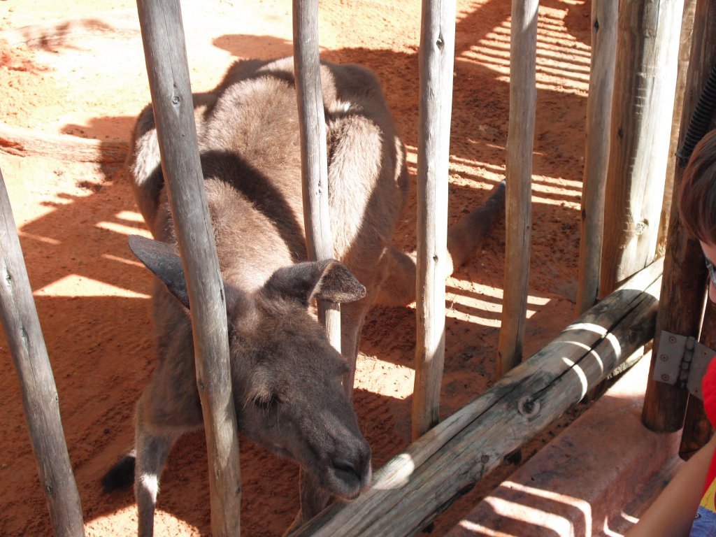 1 feeding kangaroos (2).JPG