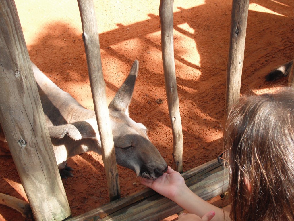 1 feeding kangaroos (4).JPG