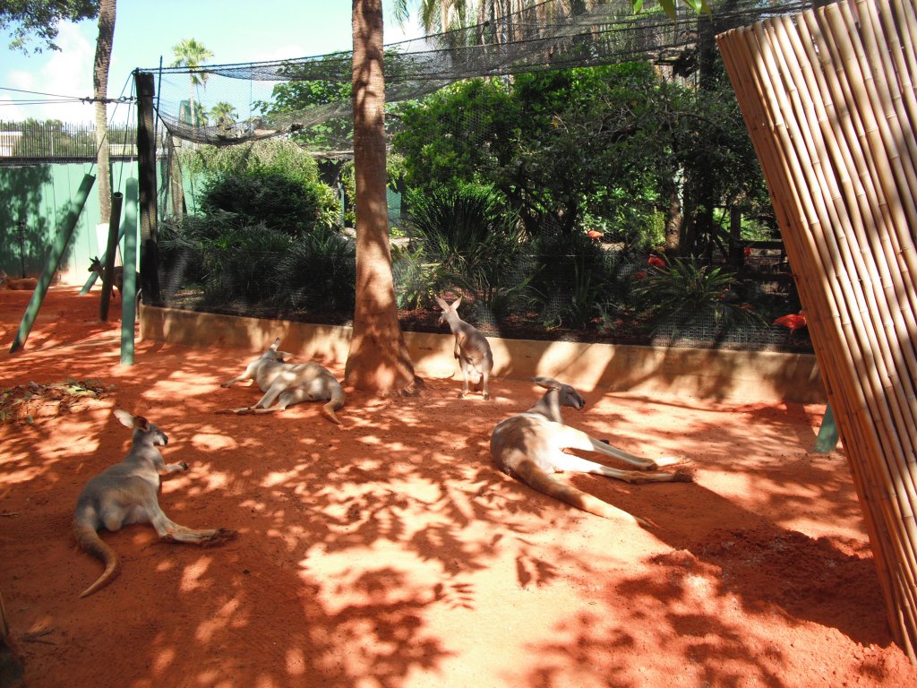 1 feeding kangaroos (5).JPG