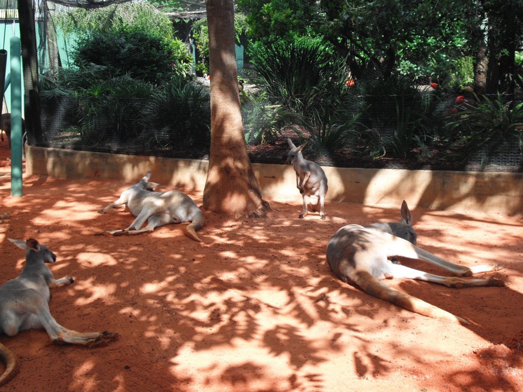 1 feeding kangaroos (6).JPG