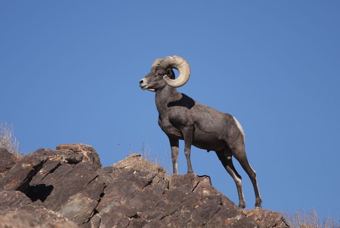 1200px-Desert_Bighorn_Sheep_Joshua_Tree_4.jpeg