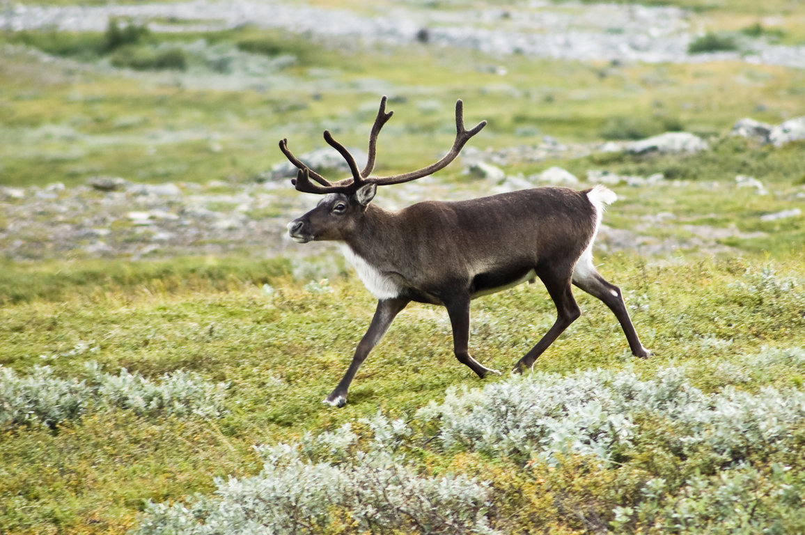 20070818-0001-strolling_reindeer.jpg