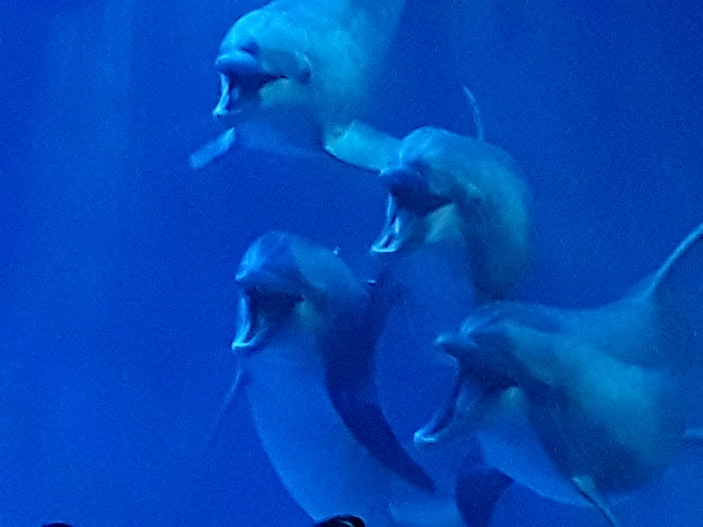 20180414_113506_1524409066977.jpg