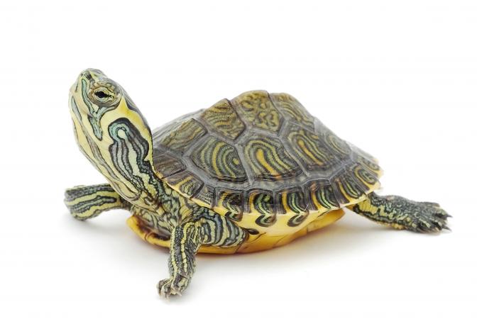 215635-672x450-Little-turtle.jpg