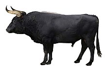 220px-Aurochs_reconstruction.jpg