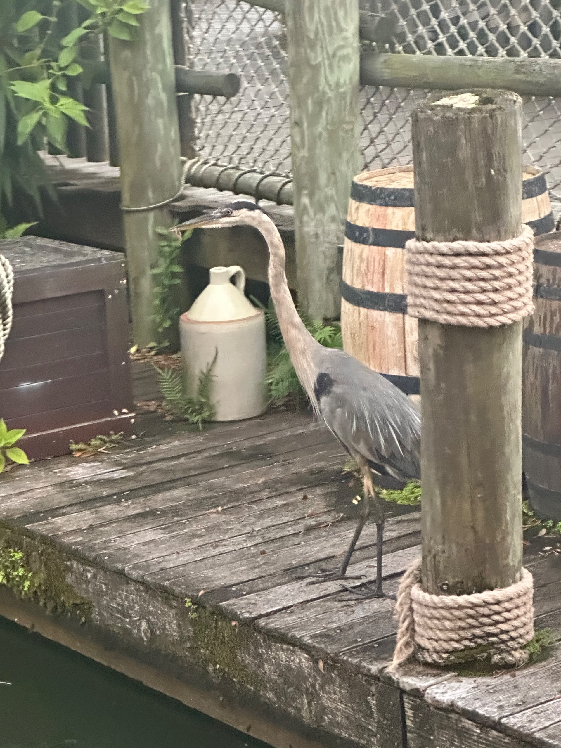 384DEBF8-6890-4CFE-A5CB-68312F02FED5.jpeg