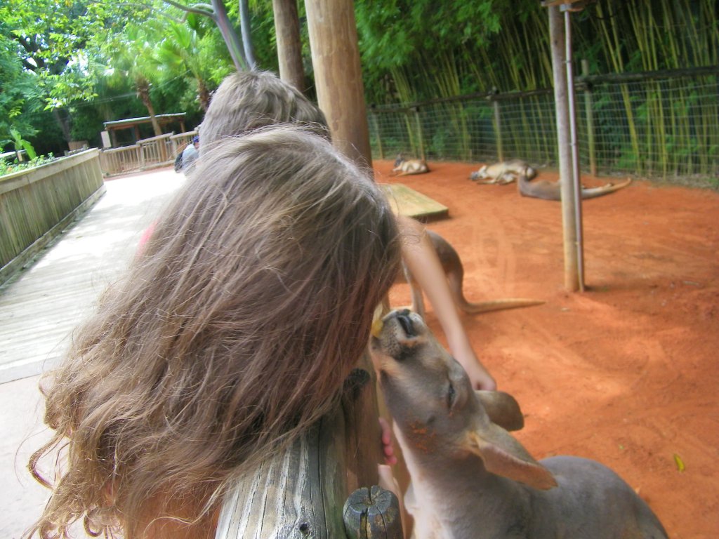 5 bottle feeding kangroos (1).JPG