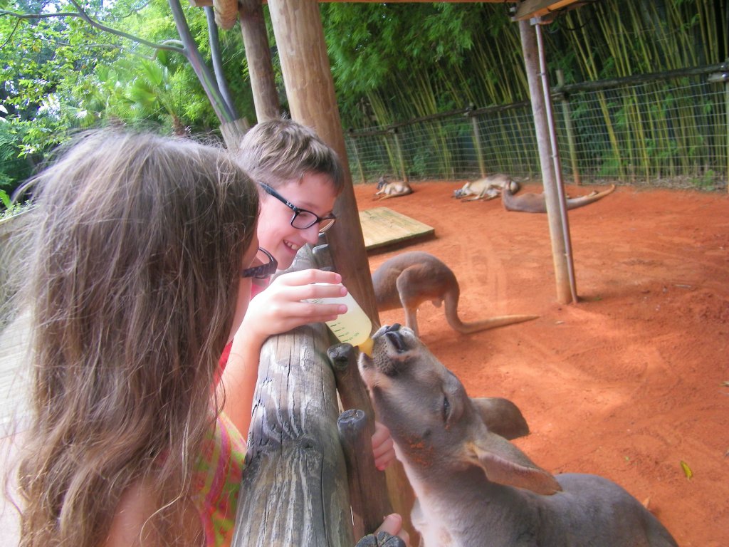 5 bottle feeding kangroos.JPG