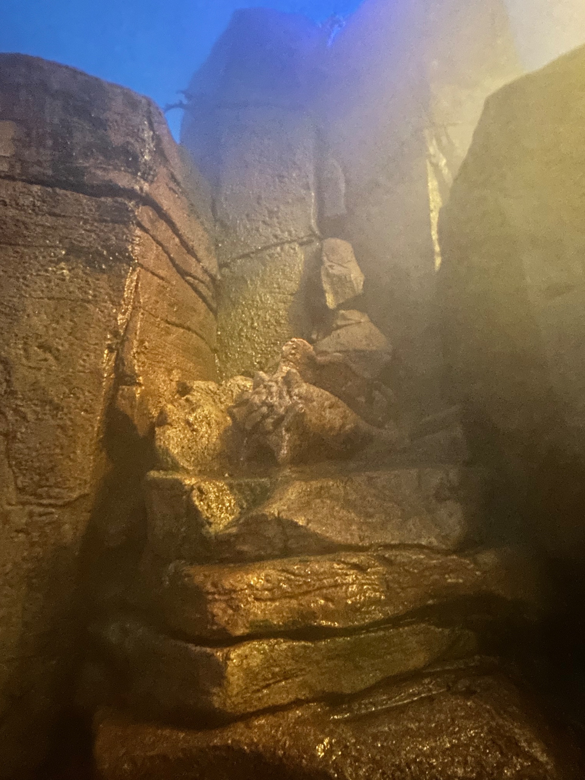 504B0530-3C10-49C2-8AC0-F0952AAF6025.jpeg