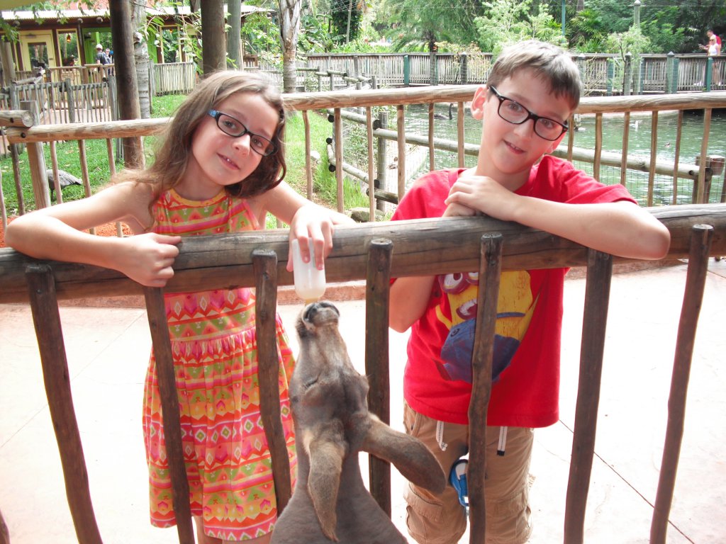 6 bottle feeding kangroos.JPG