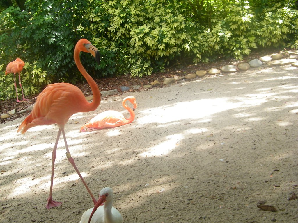 8 feeding flamingoos (5).JPG