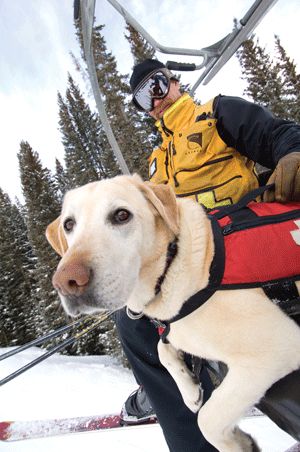 8548b947ef922962d33ecd0cbdc6db55--copper-mountain-ski-snow-dogs.jpg