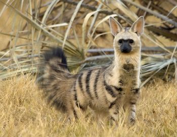 Aardwolf.jpg