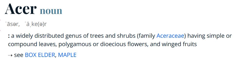 Acer.JPG