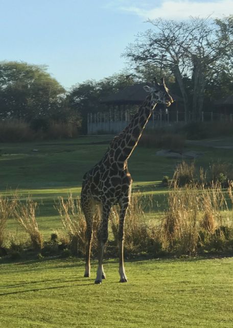 AK safari giraffe edit.jpg