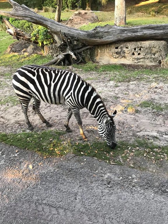 AK safari zebra.jpg