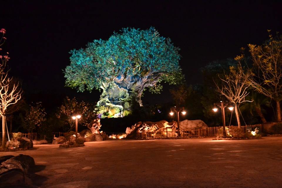 AK tree night.jpg