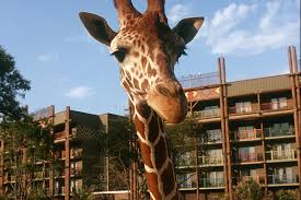 AKL giraff.jpg