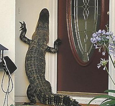 alligator at the door 2.jpg