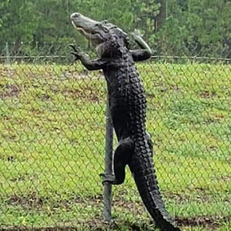 alligator-climbs-fence.png