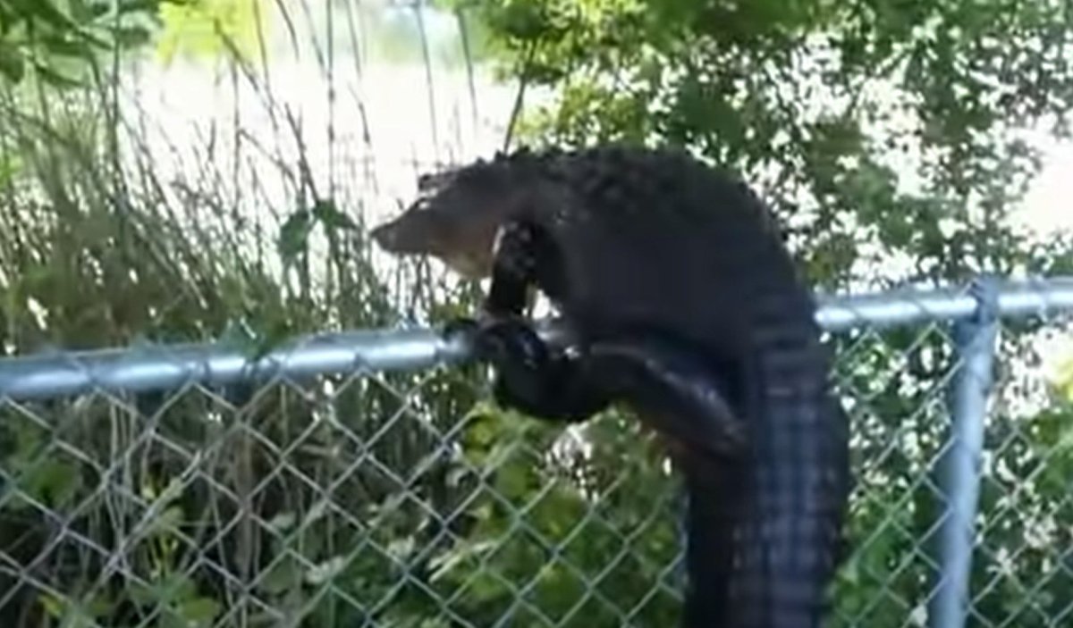 Alligator-fence.jpg