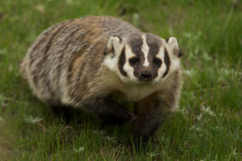 americanbadgerfws.jpg