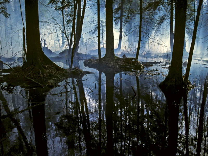 An alder swamp in the Bialowieza National Park in April  © Jan Walencik 2009.jpg