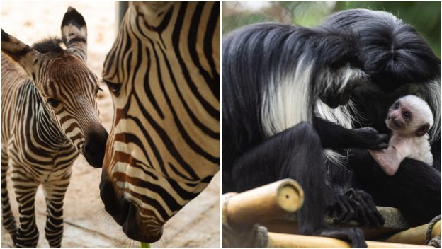Animal kingdom colobus monkey and zebra foal.jpg