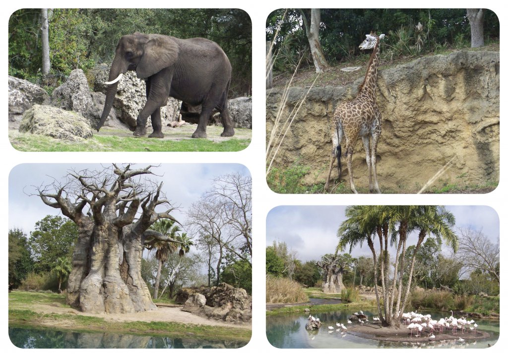 Animal Kingdom pics.jpg