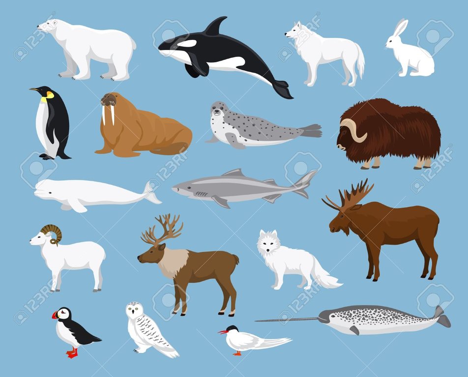 Arctic Animals.jpg