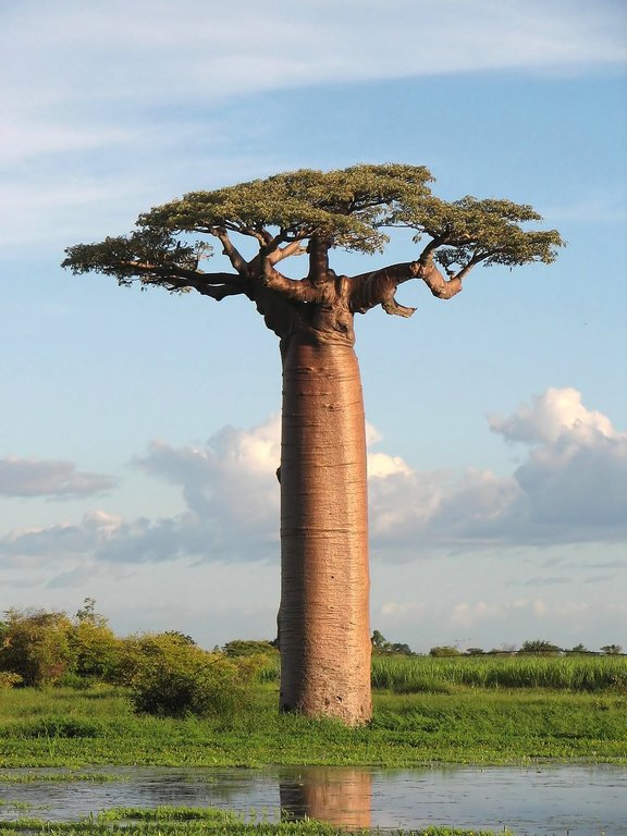 Baobab.jpg