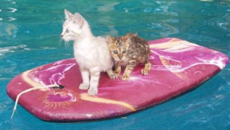 bengals on a boogie board in the pool.jpg