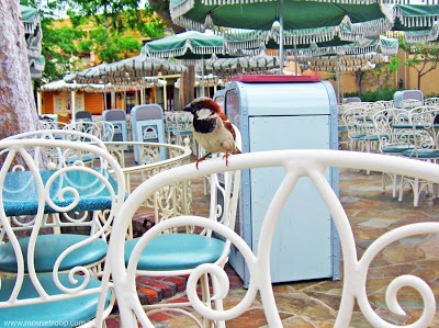 birdatbelle.jpg