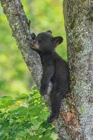 black bear in tree.jpg