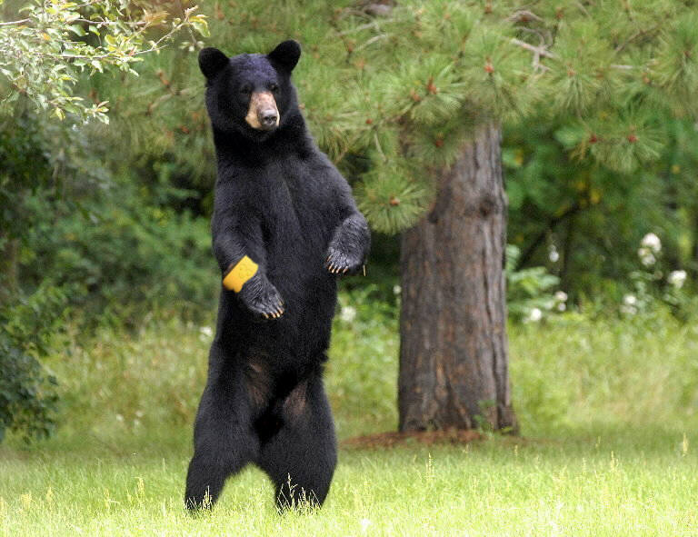 black-bear-standing.jpg