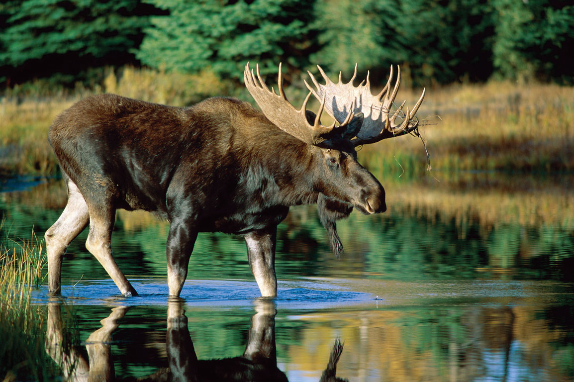 bull-moose-water.jpg