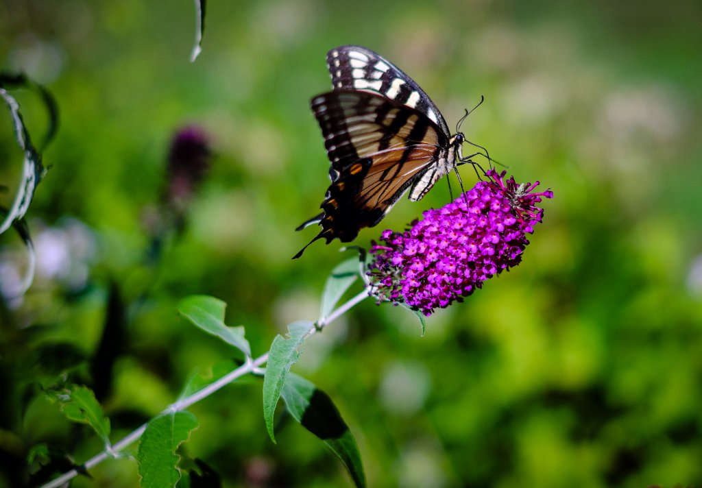 Butterflyonbush1 (1 of 1).jpg