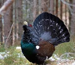 Capercaillie.jpg