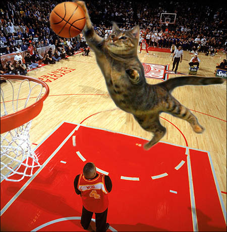 Cat-BBALL.jpg