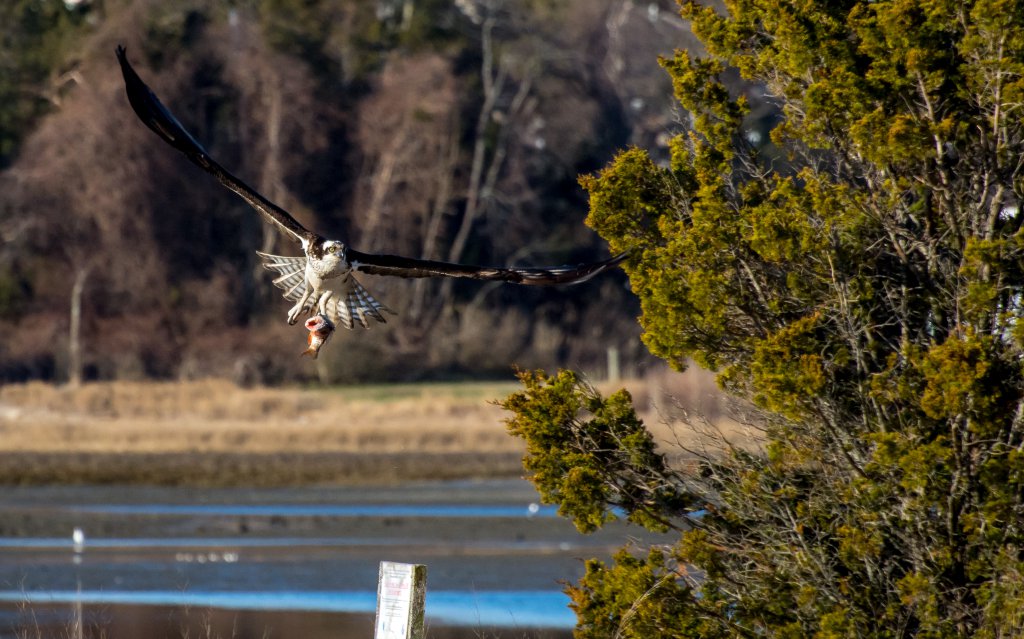 Catch oftheDay4-9-16.jpg