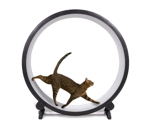 catwheel.jpg