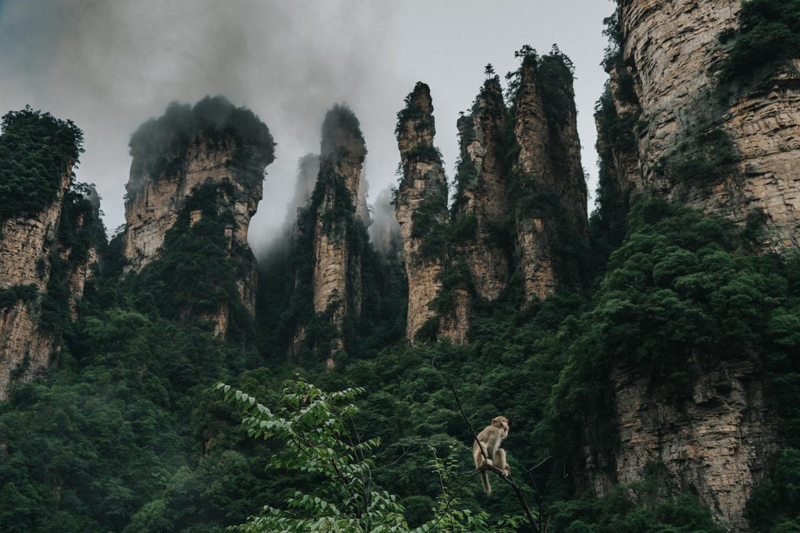 China-ZhangJiaJie-monkey-2121.jpg