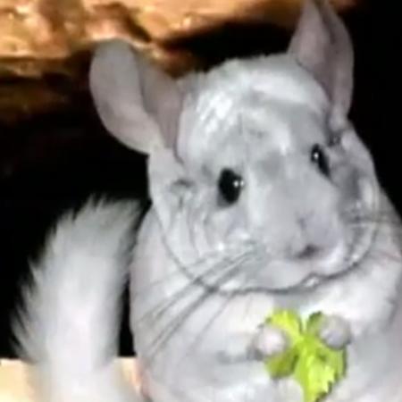 Chinchilla.png