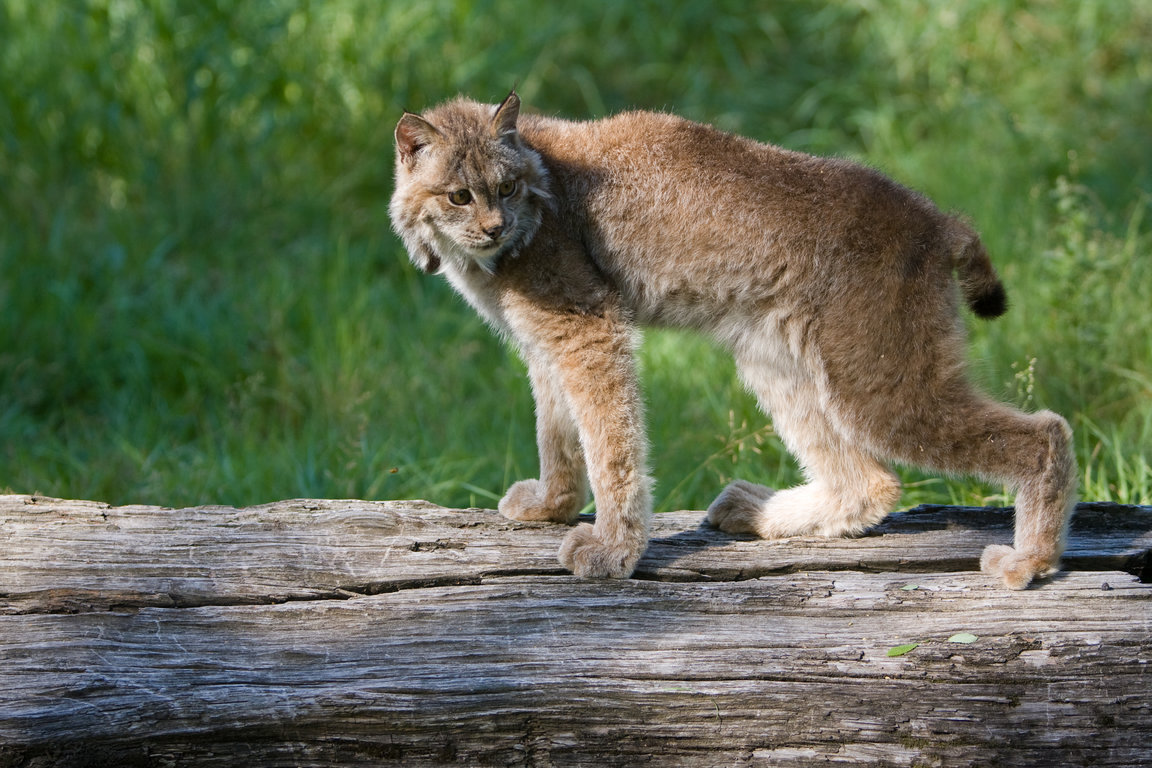 Cottage-Life-Canada-Lynx.jpg