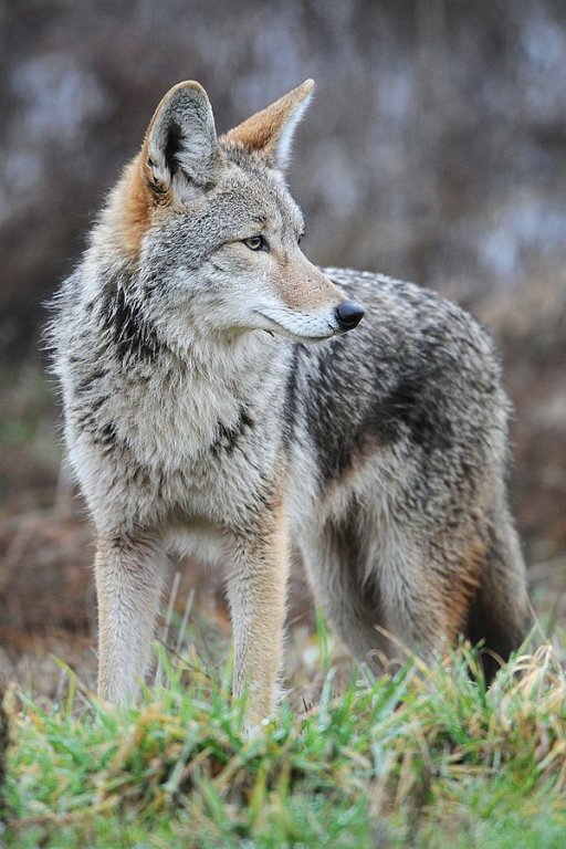 Coyote_by_Rebecca_Richardson.jpg