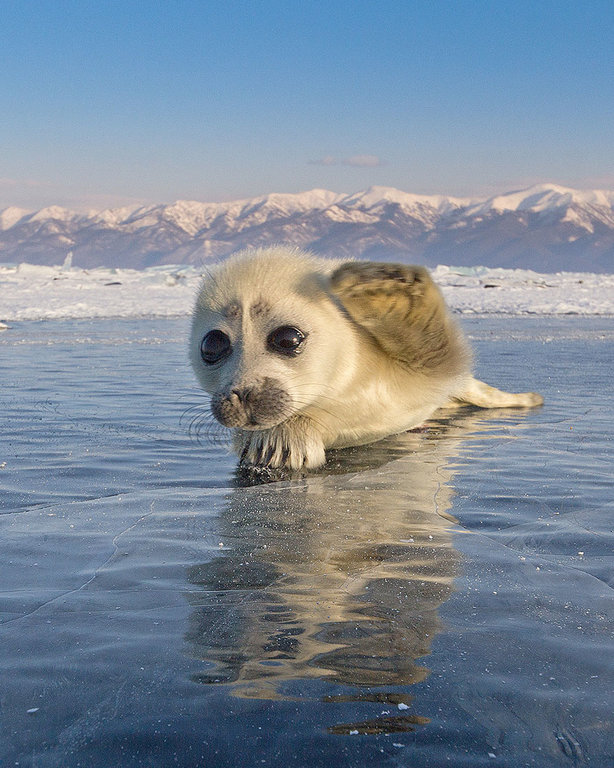 cute-baby-seal-waves-photographer-alexy-trofimov-russia-05a.jpg