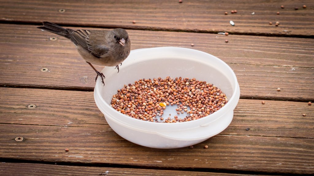 darkeyedjunco-1.jpg