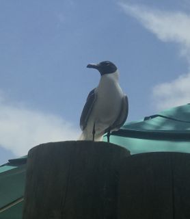 Day 7 seagull.jpg
